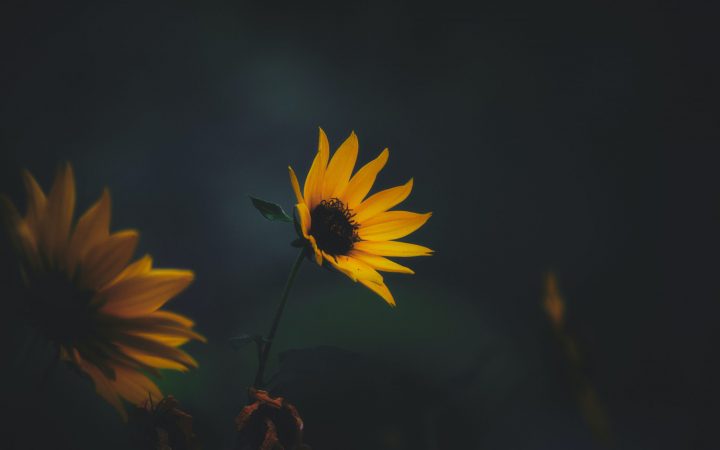 pexels-thangpu-paite-13147308